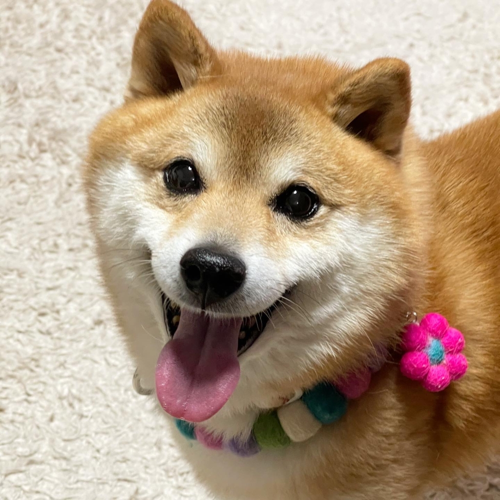 ふぅちゃん