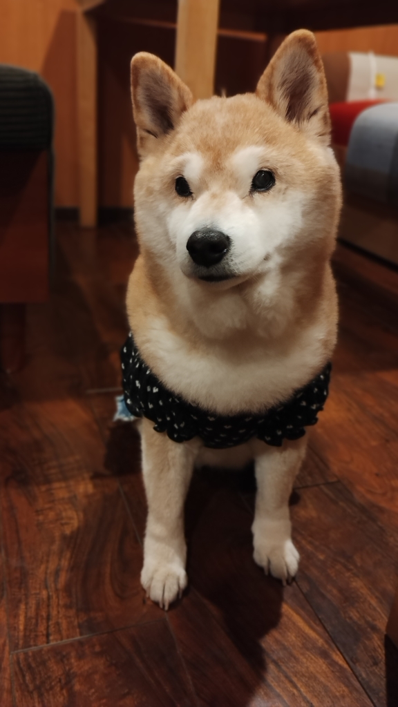 ネルちゃん