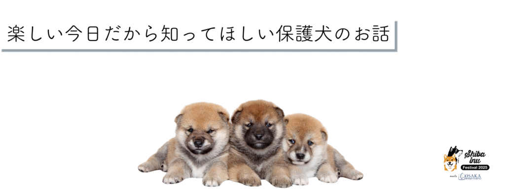 楽しい今日だから知ってほしい保護犬のお話