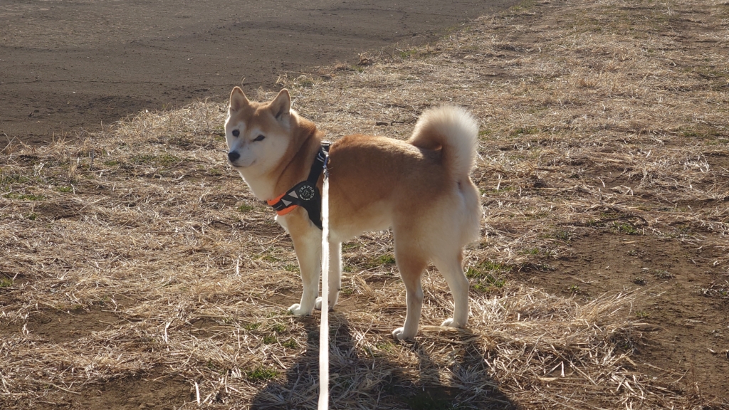 まろんちゃん