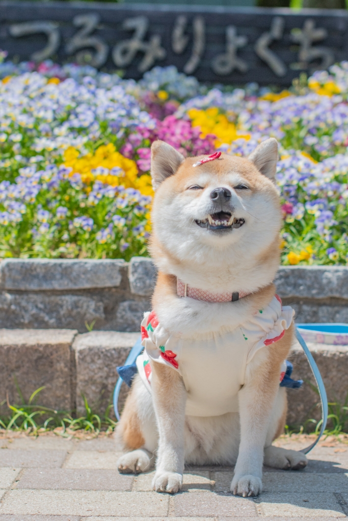 はなちゃん