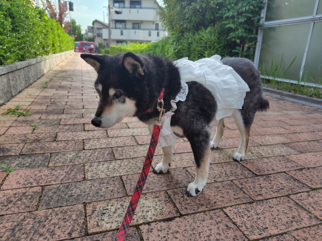 ふじこちゃん