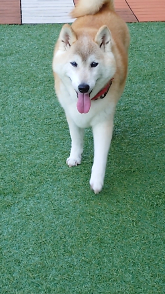 蘭ちゃん