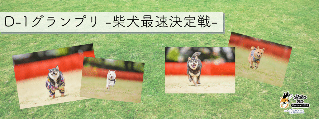 D-1グランプリ -柴犬最速決定戦-