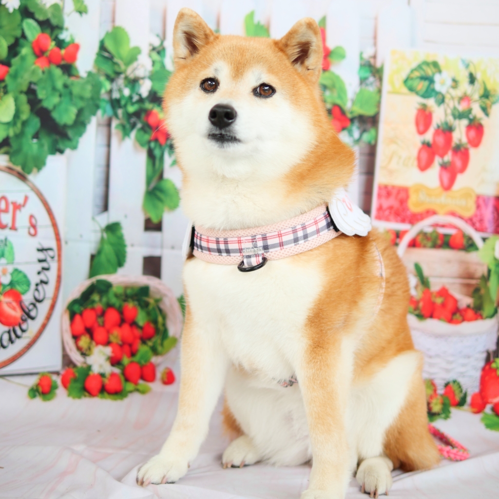 ひなこちゃん