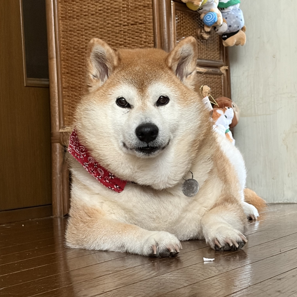 あずきちゃん